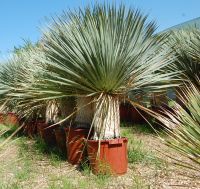 Blaue Yucca rostrata 70 cm Stammhöhe und 150-170 cm Gesamthöhe Bayern - Buch a. Erlbach Vorschau