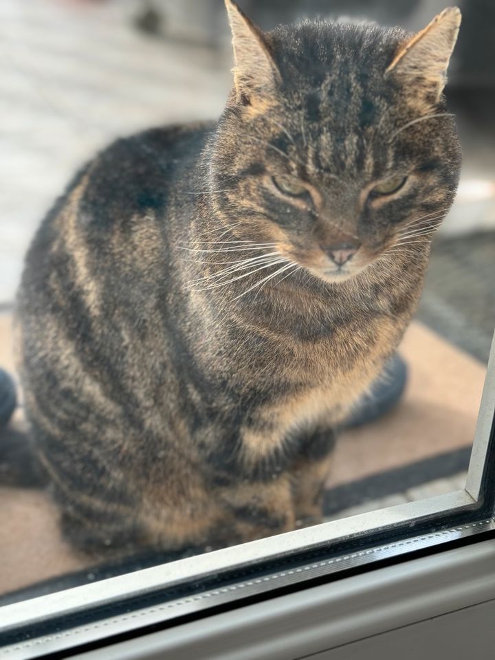 Katze zugelaufen in Hückelhoven