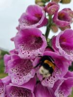 Samen Roter Fingerhut (Digitalis purpurea) Baden-Württemberg - Horgenzell Vorschau