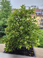 Bonsai Ulmus Parvifolia Baden-Württemberg - Ulm Vorschau