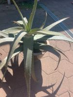 Große Aloe Vera im Topf Parchim - Landkreis - Parchim Vorschau