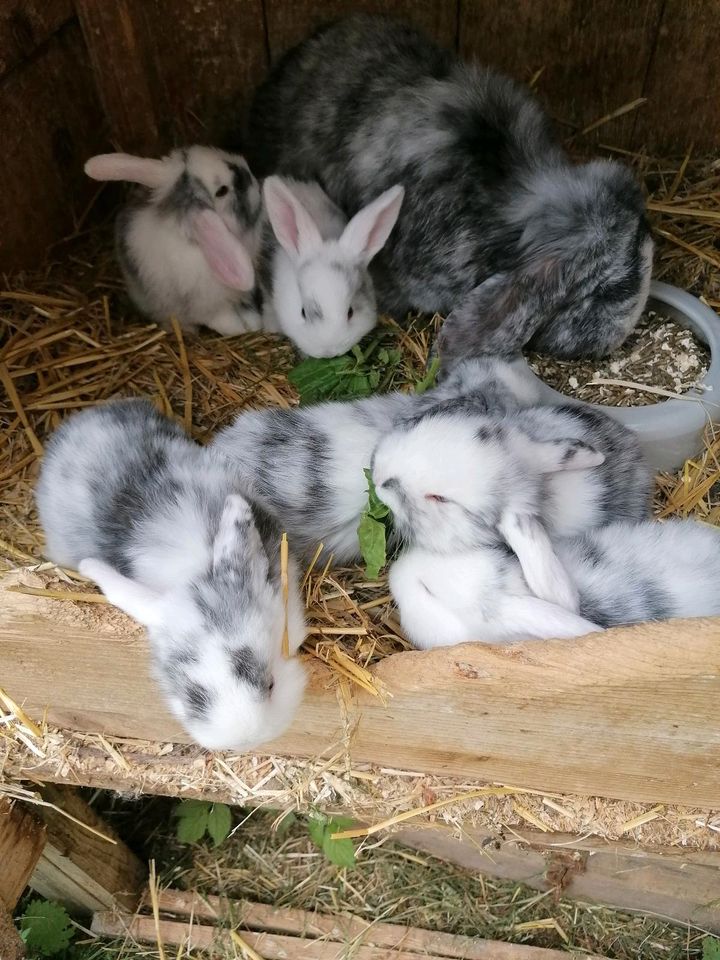 Rhön Widder kaninchen in Apolda