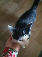 Katze in liebevolle Hände abzugeben. Thüringen - Gera Vorschau