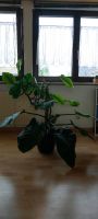 Philodendron Zimmerpflanze groß mit Topf Mülheim - Köln Dünnwald Vorschau