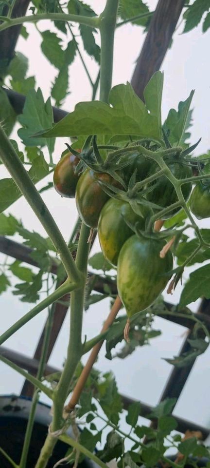 Tomatensetzling bio, Tomate, Tomatenpflanze, Weinberg, Gemüse in München