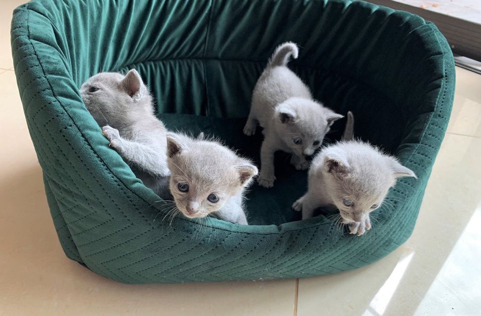 Echte reinrassige Russisch Blau Kitten, Babys mit Stammbaum in Meinersen