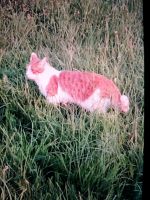 Katze/Kater rot-weiß vermisst!!! Kottmar Sachsen - Löbau Vorschau