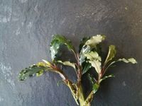 Bucephalandra Lalina 1 Pflanze mit Wurtzeln Wuppertal - Vohwinkel Vorschau