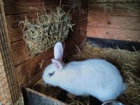 Kaninchen Stallhasen Nordrhein-Westfalen - Delbrück Vorschau