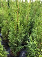 Sonderangebot: 18 x Thuja Smaragd 40-60 cm *Kostenloser Versand* Rheinland-Pfalz - Meckel Vorschau