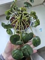 Pilea Peperomioides | Zimmerpflanze | Ufopflanze Baden-Württemberg - Ulm Vorschau