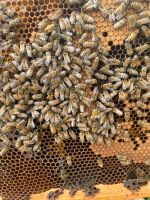 Bienenvölker auf 1,5 DNM zu verkaufen Nordwestmecklenburg - Landkreis - Herrnburg Vorschau