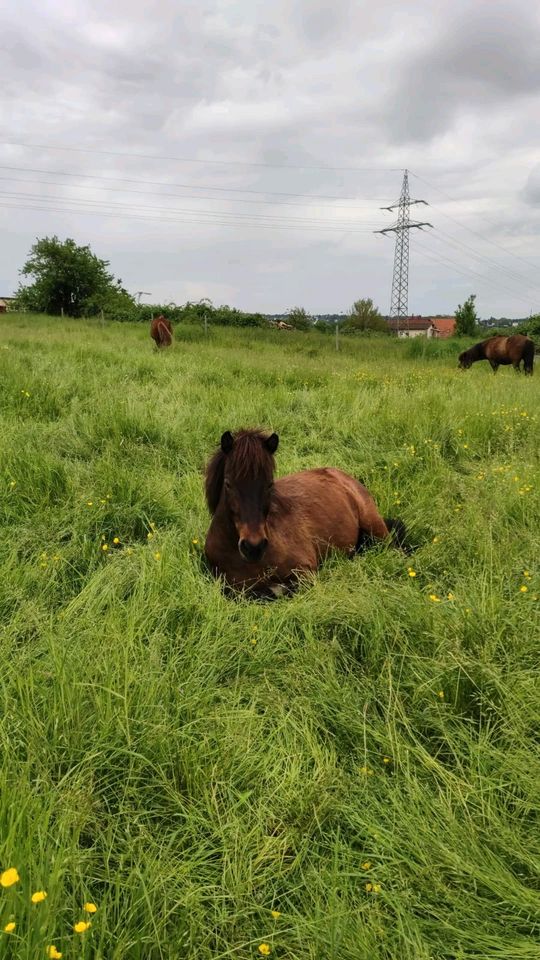 Isländer Wallach in liebe Hände zu verkaufen in Saarbrücken