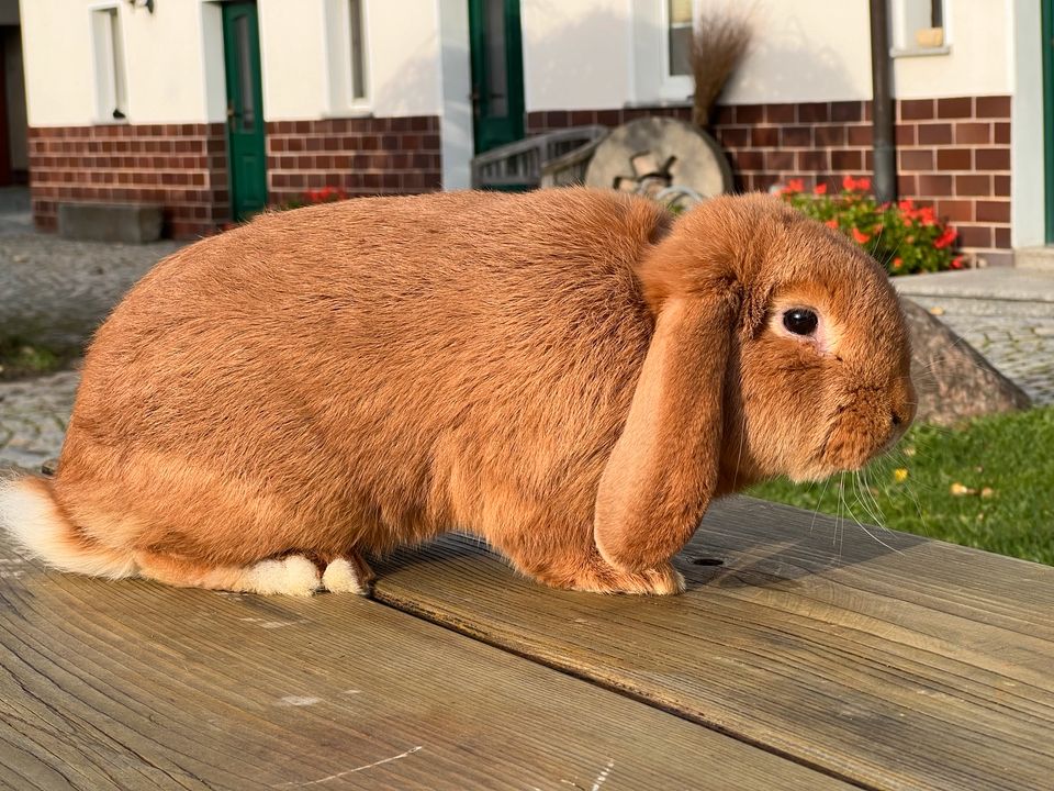 Deutsche Kleinwidder Kaninchen Rot Rammler Häsin Hasen Zucht in Oderwitz