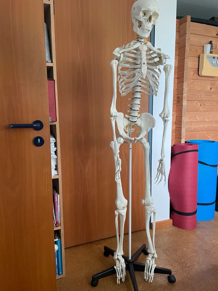 Skelett für Anatomiestudium in Wiggensbach