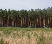 Wald zu verkaufen 1,7 Hektar Thüringen - Rudolstadt Vorschau