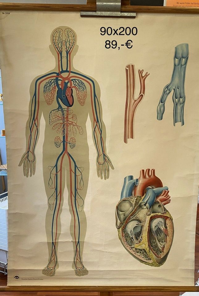 Medizinische Lehrkarten Bilder Schulkarten 50er 60er vintage in Dortmund