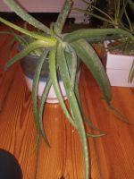 Topfpflanze Aloe Vera ca. 50 cm Berlin - Neukölln Vorschau