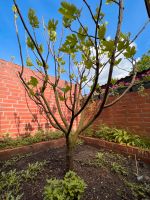 Feigenbaum Ficus Carica Brown Turkey Schirmform Formgehölz Niedersachsen - Scheeßel Vorschau