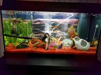 Juwel Aquarium + Besatz und Zubehör Nordrhein-Westfalen - Zülpich Vorschau