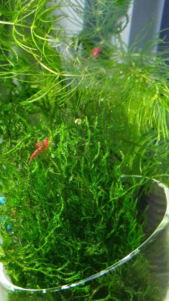 Garnelen Neocaridina in Schömberg b. Württ