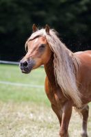 Zuverlässige Reitbeteiligung gesucht !! Rheinland-Pfalz - Bogel Vorschau