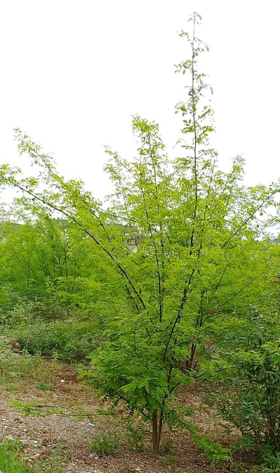 Maibaum Birke Pfingsten Schützenfest Baumstamm Deko in Neuss