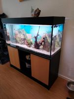 Aquarium zu verkaufen Hobby Aufgabe Sachsen - Plauen Vorschau