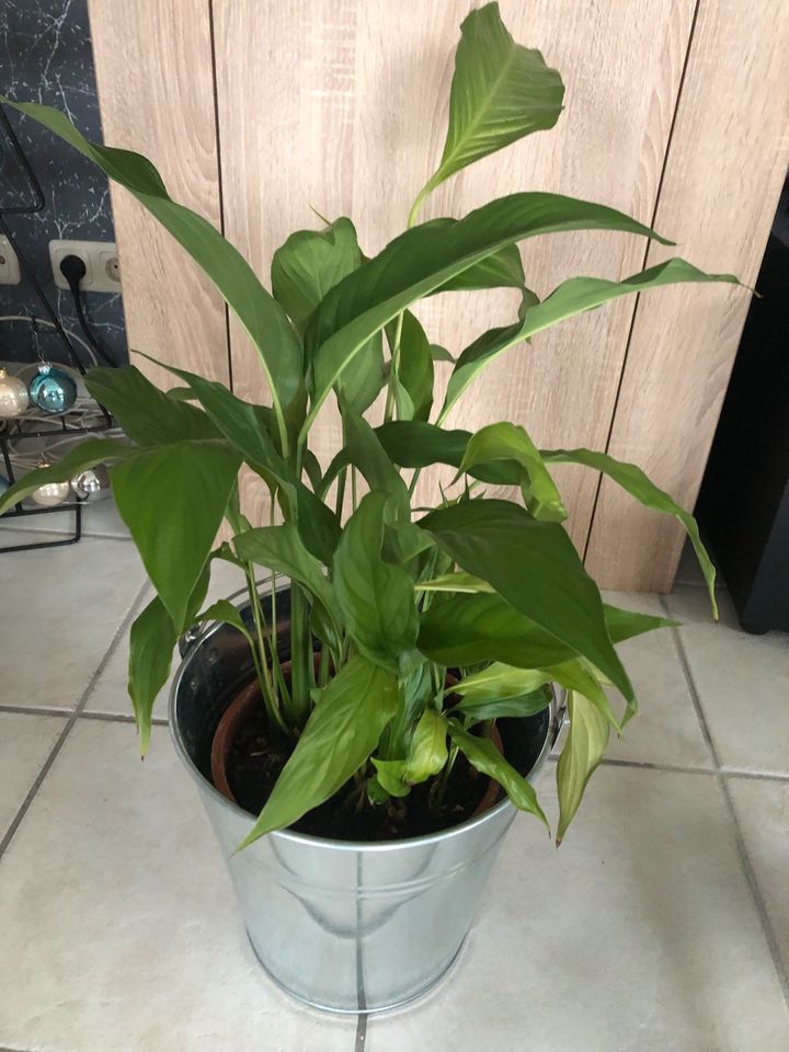 Einblatt Spathiphyllum in Garrel