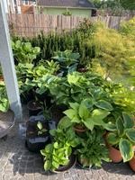 Gartenarbeit zu vergeben in Burgsteinfurt an der FH Nordrhein-Westfalen - Steinfurt Vorschau