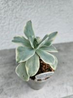 Sukkulente Echeveria Moon River variegata Baden-Württemberg - Allmendingen Vorschau