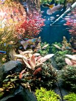 Aquarium Pflanzen Niedersachsen - Lingen (Ems) Vorschau