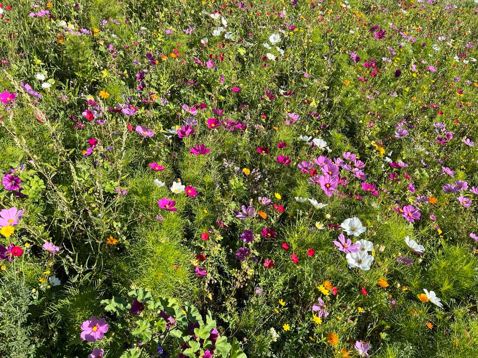 Gartenpflege Grundstückspflege Landschaftspflege Heckenschnitt in Fulda