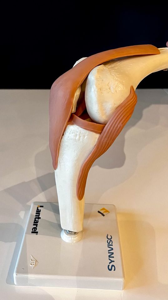 Anatomisches Knie Gelenk Modell beweglich in Essen