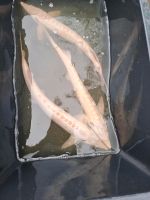 Störe albino Stör Teich Koi Rheinland-Pfalz - Roßbach Westerwald Vorschau