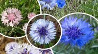 Kornblumen Samen weiß blau rosa Mix Centaurea cyanus Nordrhein-Westfalen - Euskirchen Vorschau