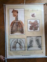 Schulkarte Wandkarte Rollkarte Atmungsorgane Lunge HNO Nordrhein-Westfalen - Vettweiß Vorschau