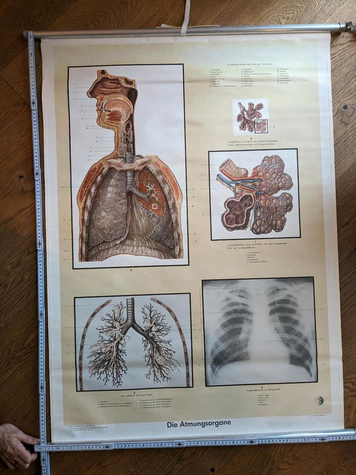 Schulkarte Wandkarte Rollkarte Atmungsorgane Lunge HNO in Vettweiß