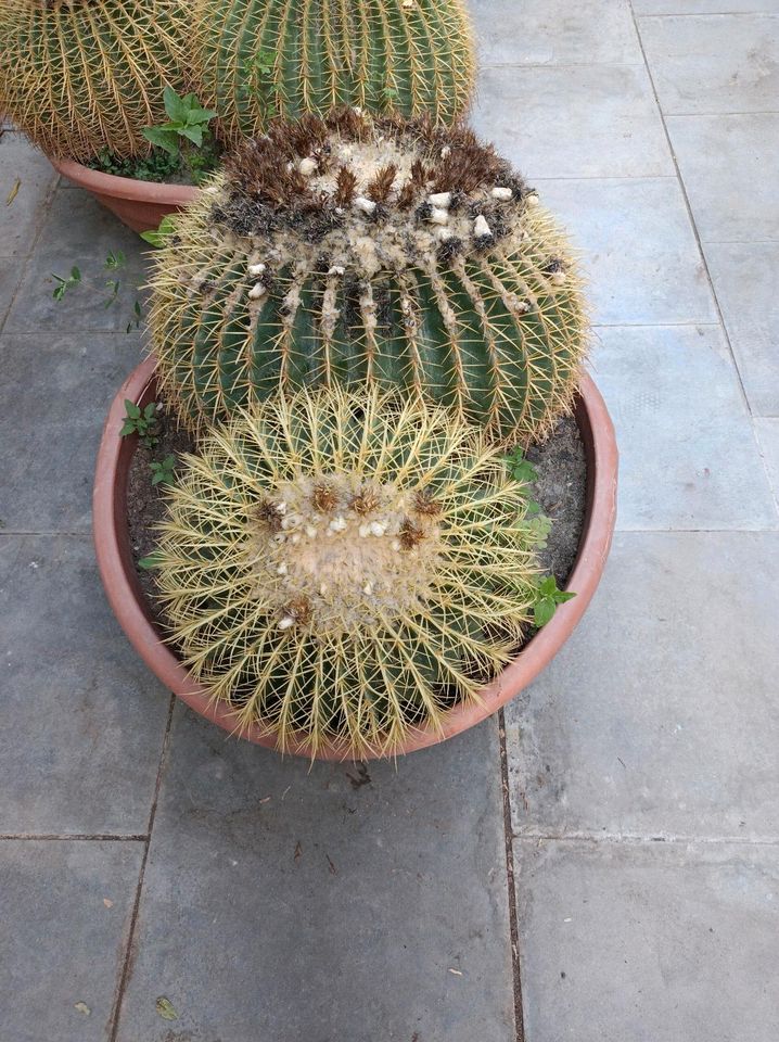 Echinocactus grusonii Goldkugelkaktus Schwiegermutterstuhl in Nordkirchen