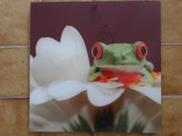 Bild aus Glas - Frosch auf Blume Niedersachsen - Goslar Vorschau