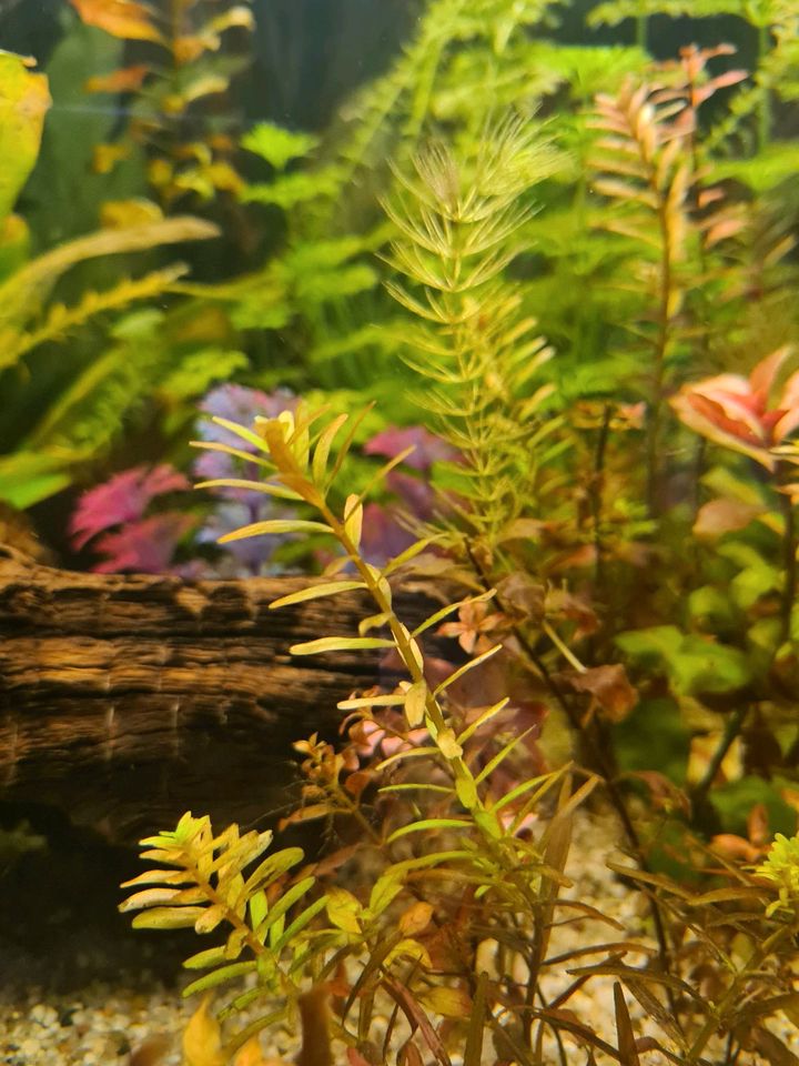 Aquariumpflanzen/wasserpest/Ludwigia/Ammania/Myriophyllum/Schwe in Hagen