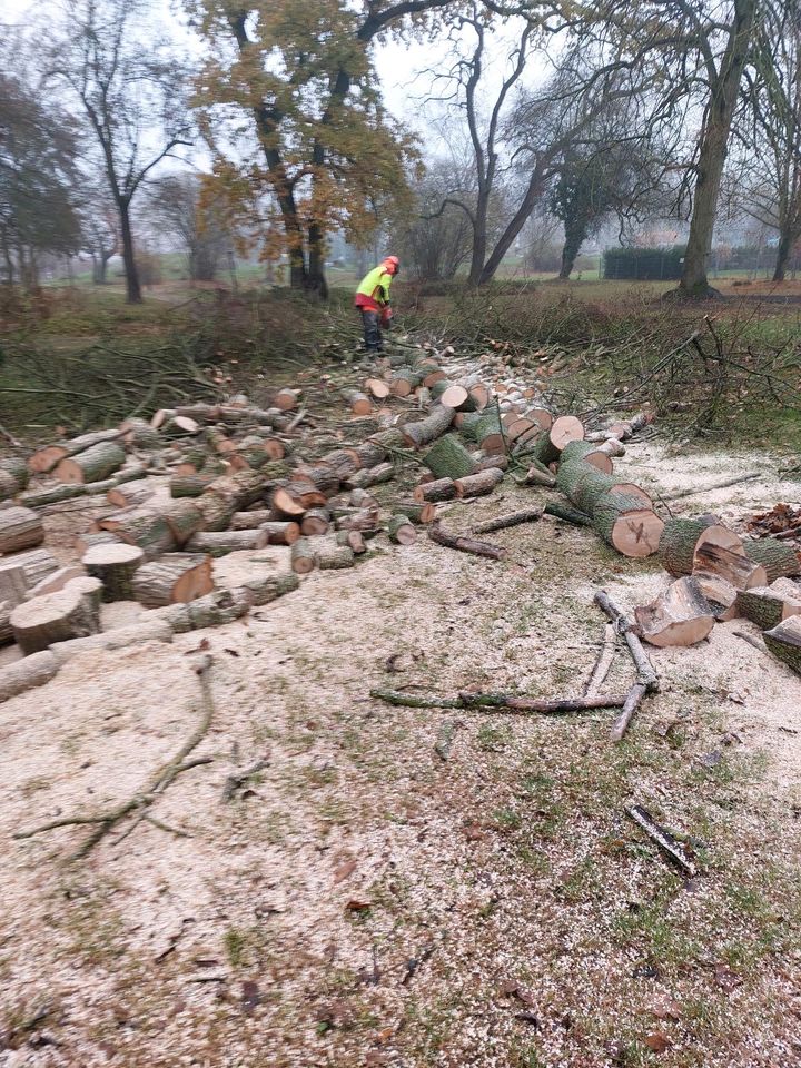 Baumfällung, Baumfällarbeiten aller Art im Umkreis von ca. 200 km in Anklam