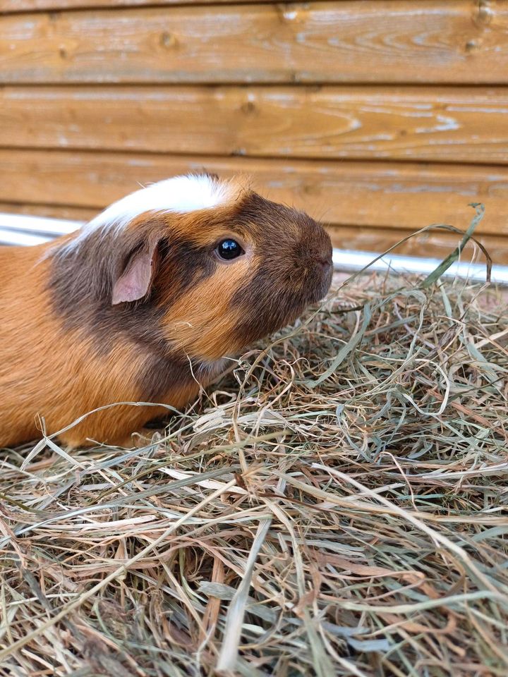 Meerschweinchen crested Bock Böckchen schoko rot brindl in Bruchhausen-Vilsen