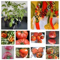 Bio-Set: 6 versch. Fleisch- Tomaten plus 1 Peperoni Rheinland-Pfalz - Mainz Vorschau