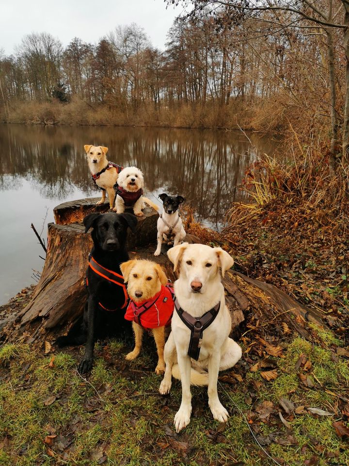 Liebevoller Gassi-Service als Dogwalker inkl. Shuttleservice in Willich