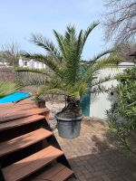 3 Palmen zwischen 2,50m und 3m zu verkaufen Sachsen-Anhalt - Wiederstedt Vorschau