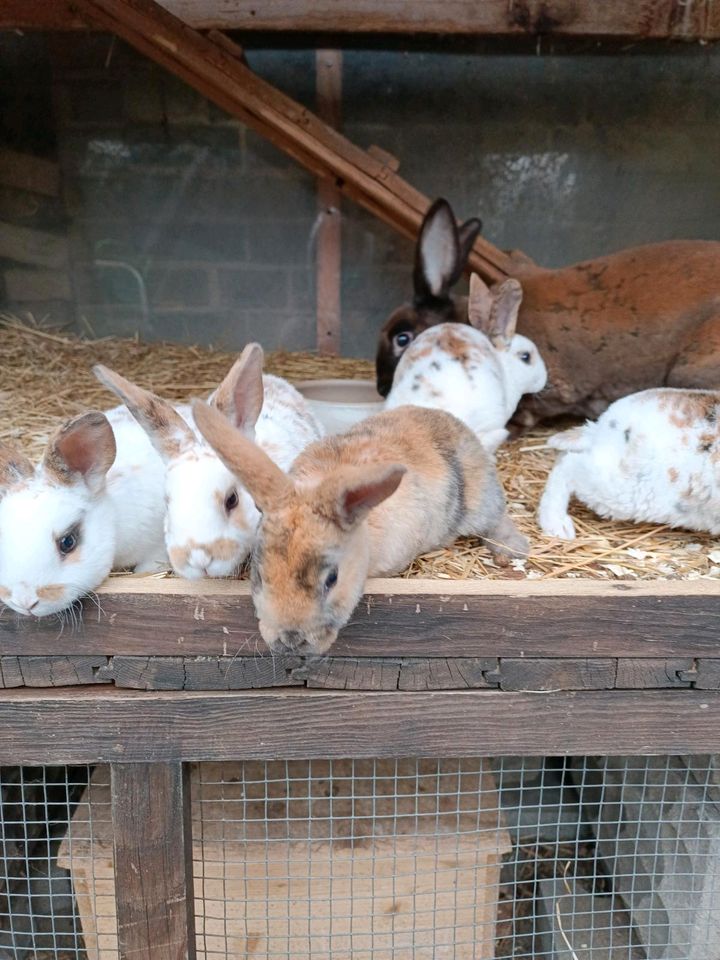 10 Kaninchen wegen Zuchtaufgabe zu verkaufen in Löwenberger Land