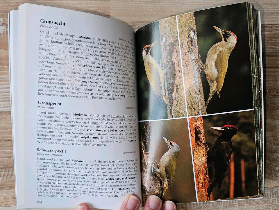 Buch BLV Bestimmungsbuch Vögel in Seegebiet Mansfelder Land