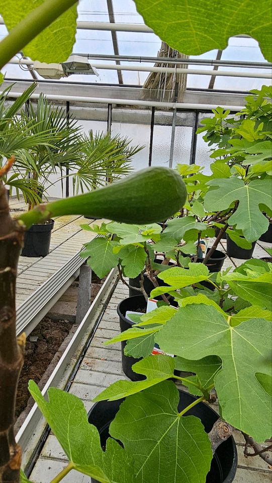 Feigenbaum Ficus Carica verschiedene Größen in Wiesbaden