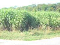 Miscanthus Nordrhein-Westfalen - Borgholzhausen Vorschau